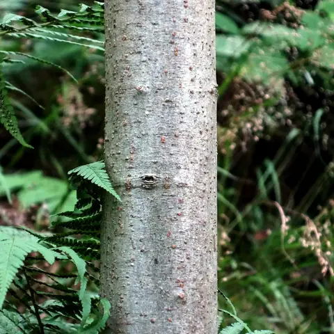 Harmaalepän runko: sileä vaaleanharmaa kaarna.