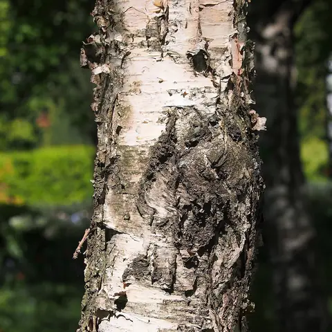 Hieskoivun runko: vaalea tuohi lähes tyveen asti.