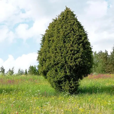Kapea, kartiomainen kataja yksinään niityllä.